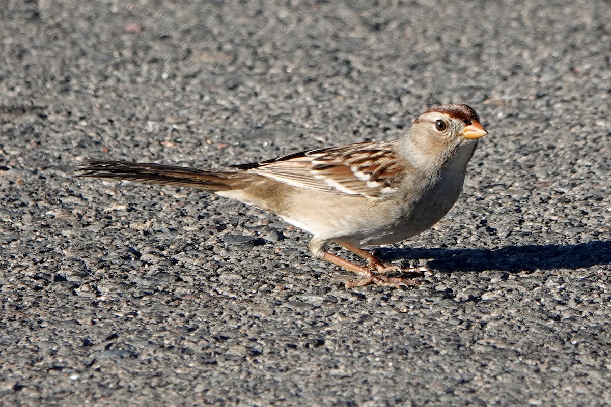 White-crowned Sparrow - ML642833915