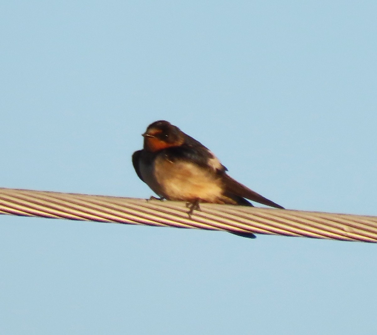 Barn Swallow - ML642833922
