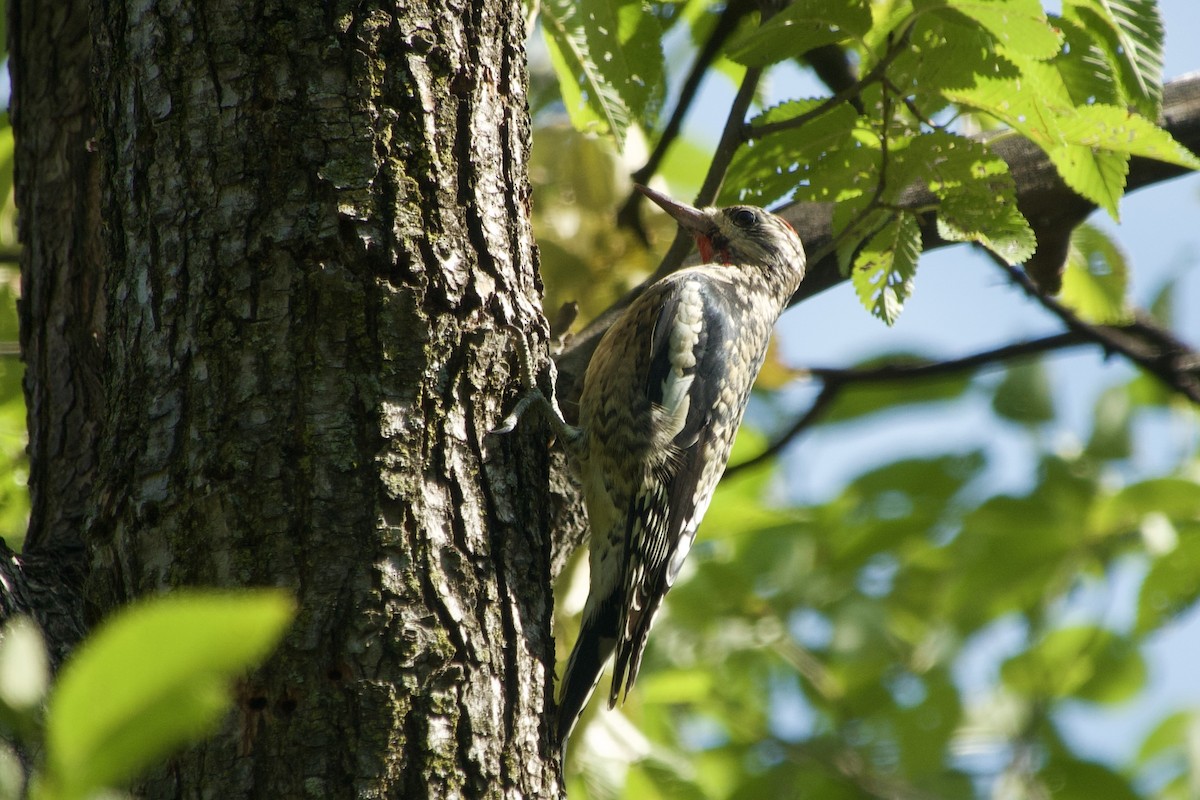 Yellow-bellied Sapsucker - ML642833924