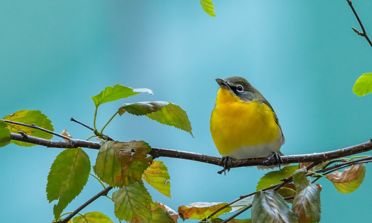 Yellow-breasted Chat - ML642833927