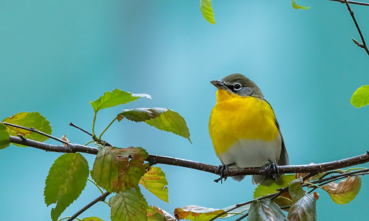 Yellow-breasted Chat - ML642833928