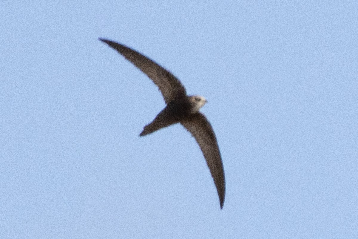 rorýs šedohnědý - ML642833930