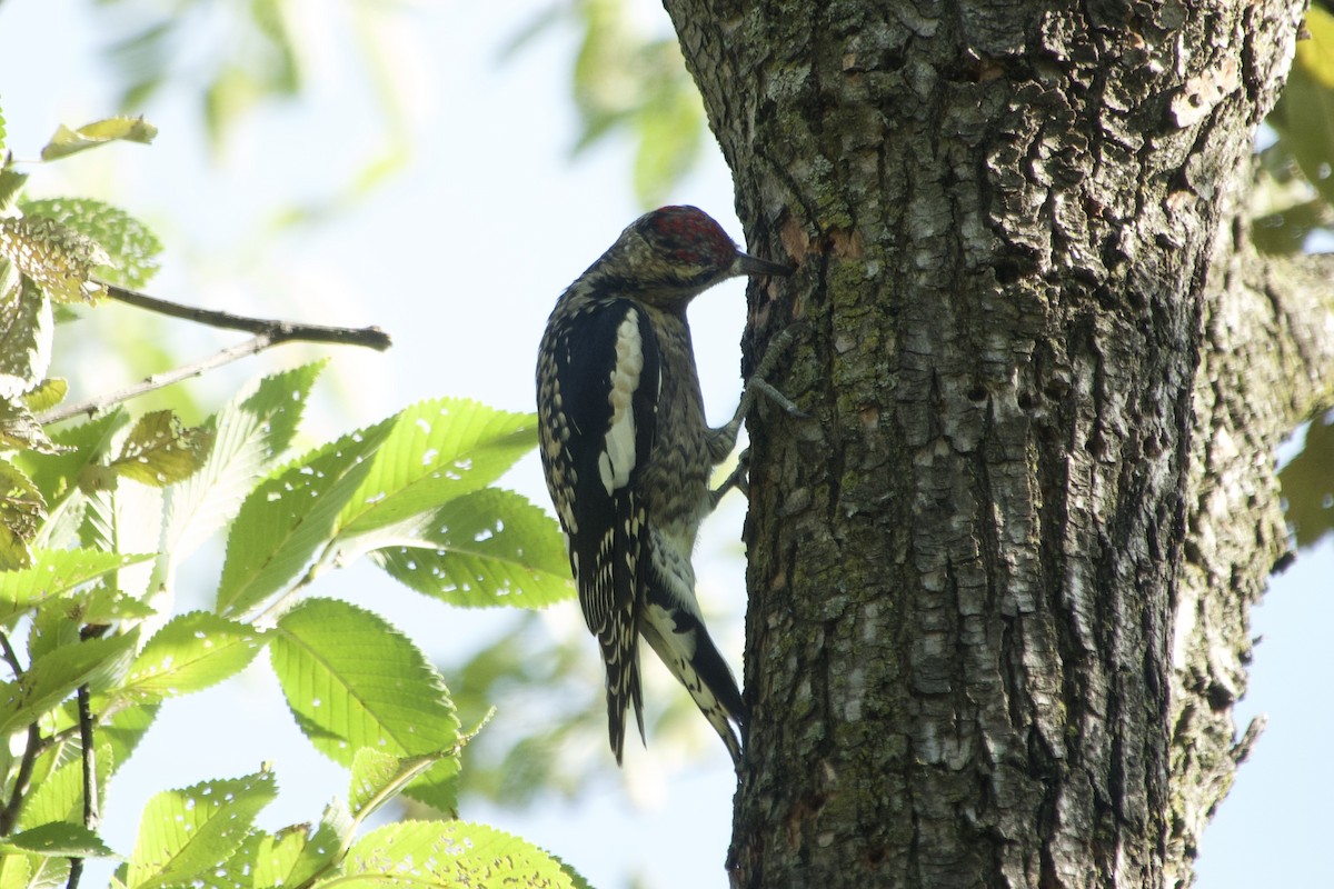 Yellow-bellied Sapsucker - ML642833931
