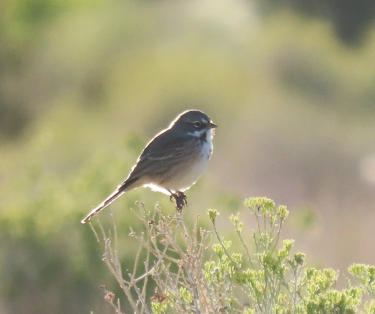 Bell's Sparrow - ML642833932