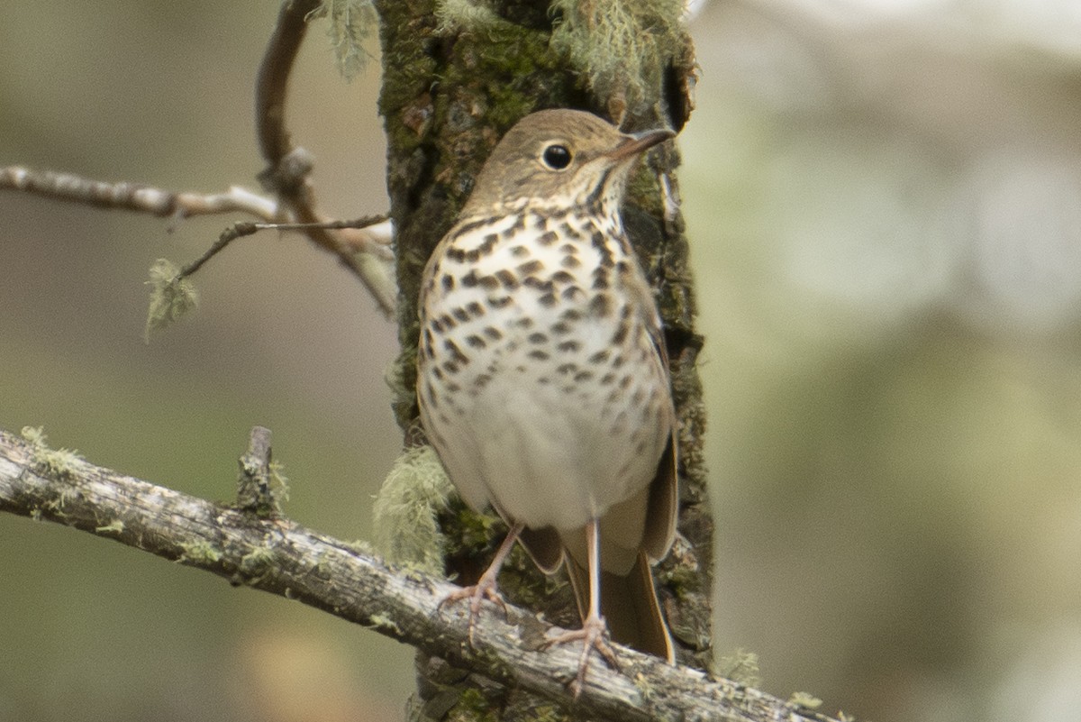 Hermit Thrush - ML642833936