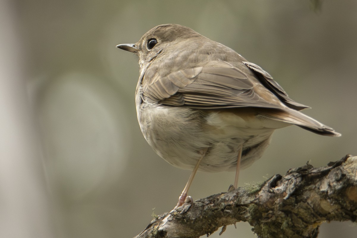 Hermit Thrush - ML642833937