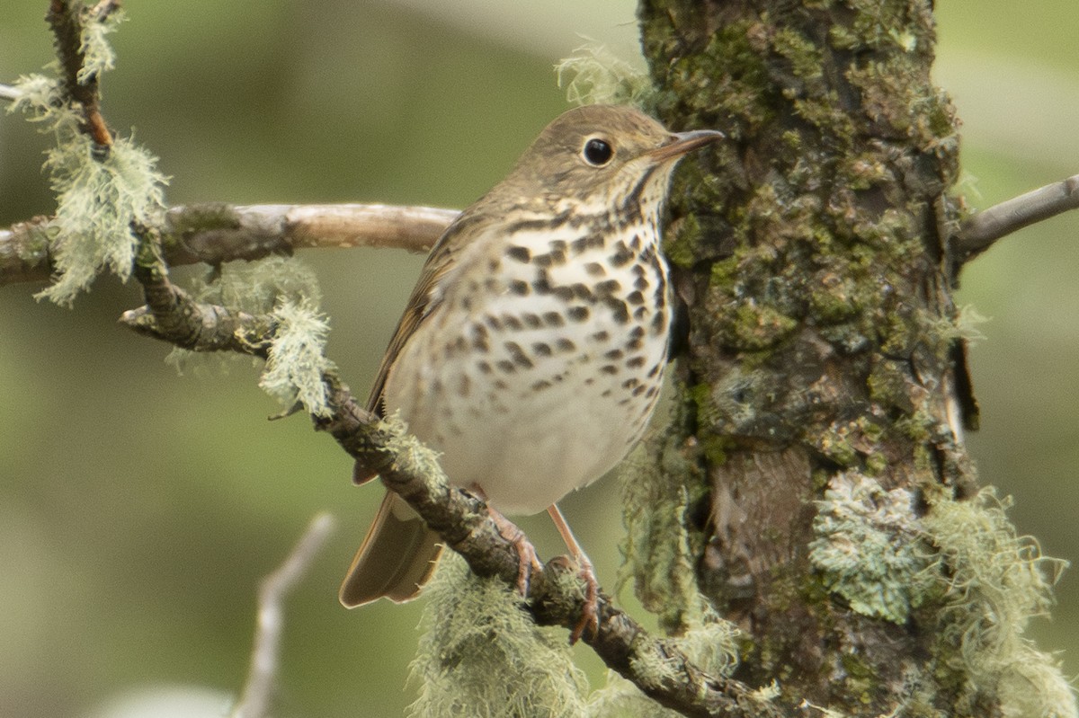 Hermit Thrush - ML642833938