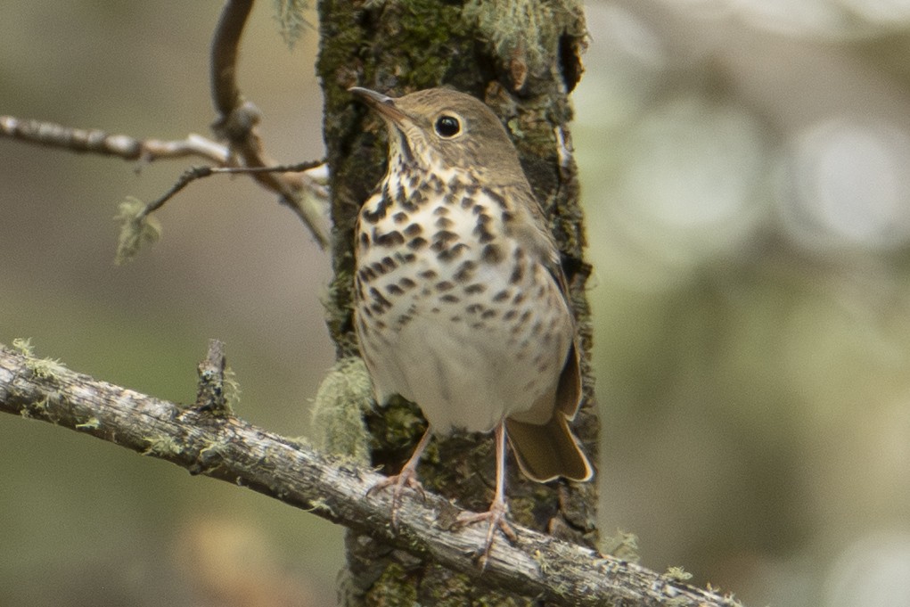 Hermit Thrush - ML642833939