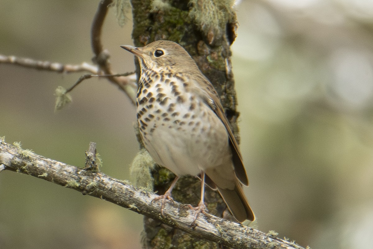 Hermit Thrush - ML642833940