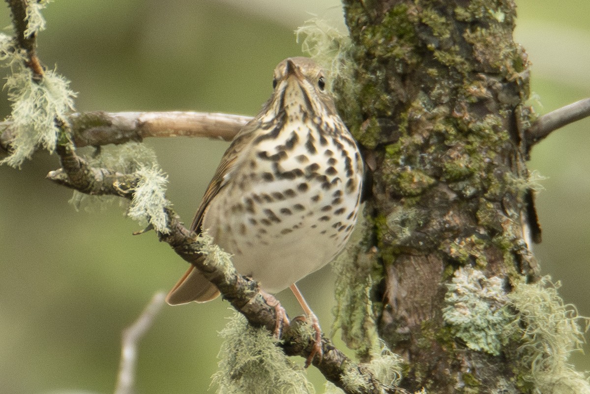 Hermit Thrush - ML642833941