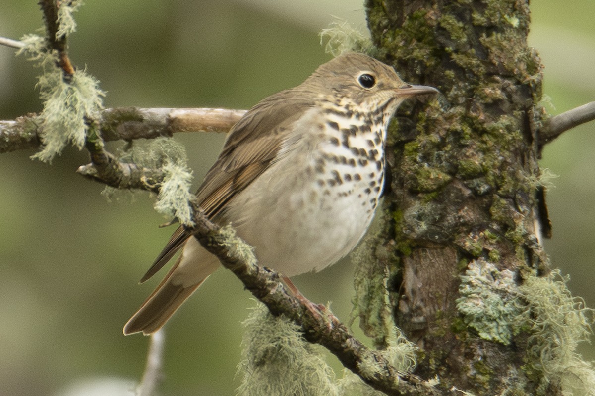 Hermit Thrush - ML642833942