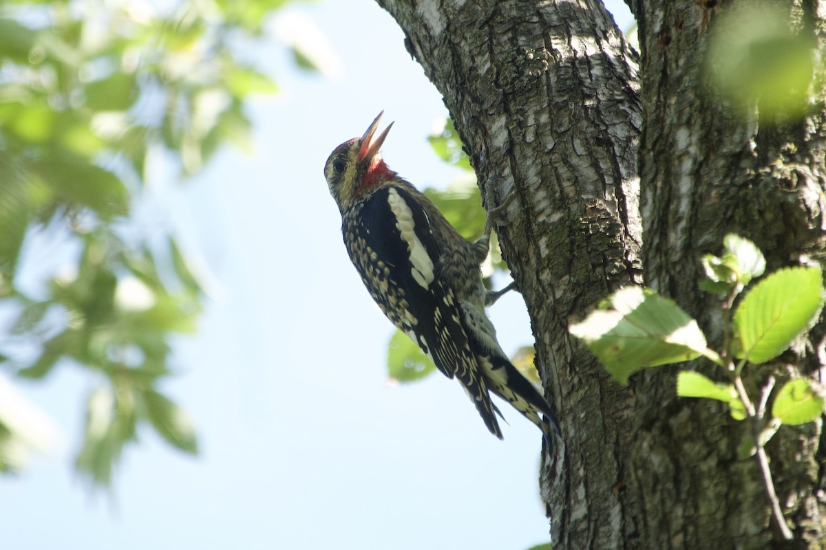 Yellow-bellied Sapsucker - ML642833946