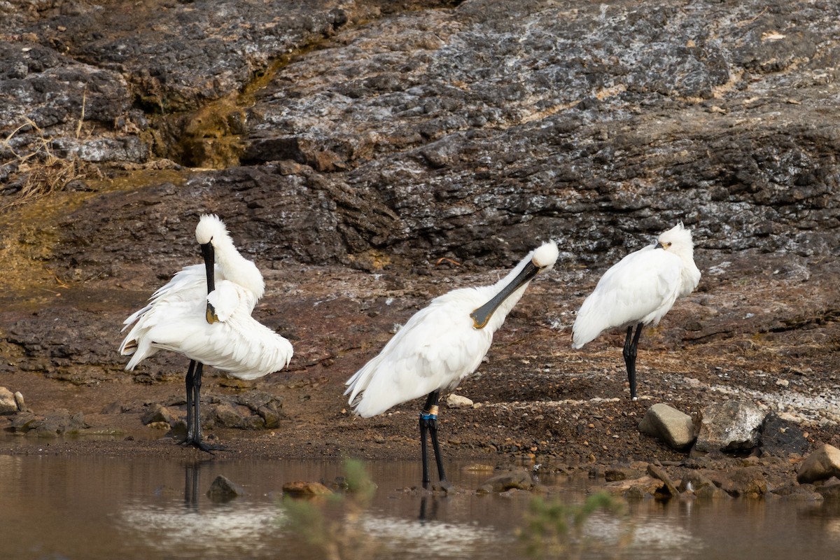 kolpík bílý - ML642833947