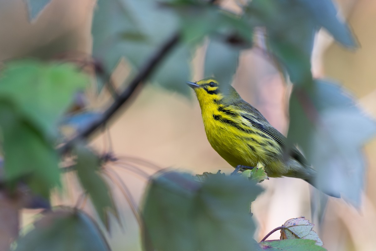 Prairie Warbler - ML642833950