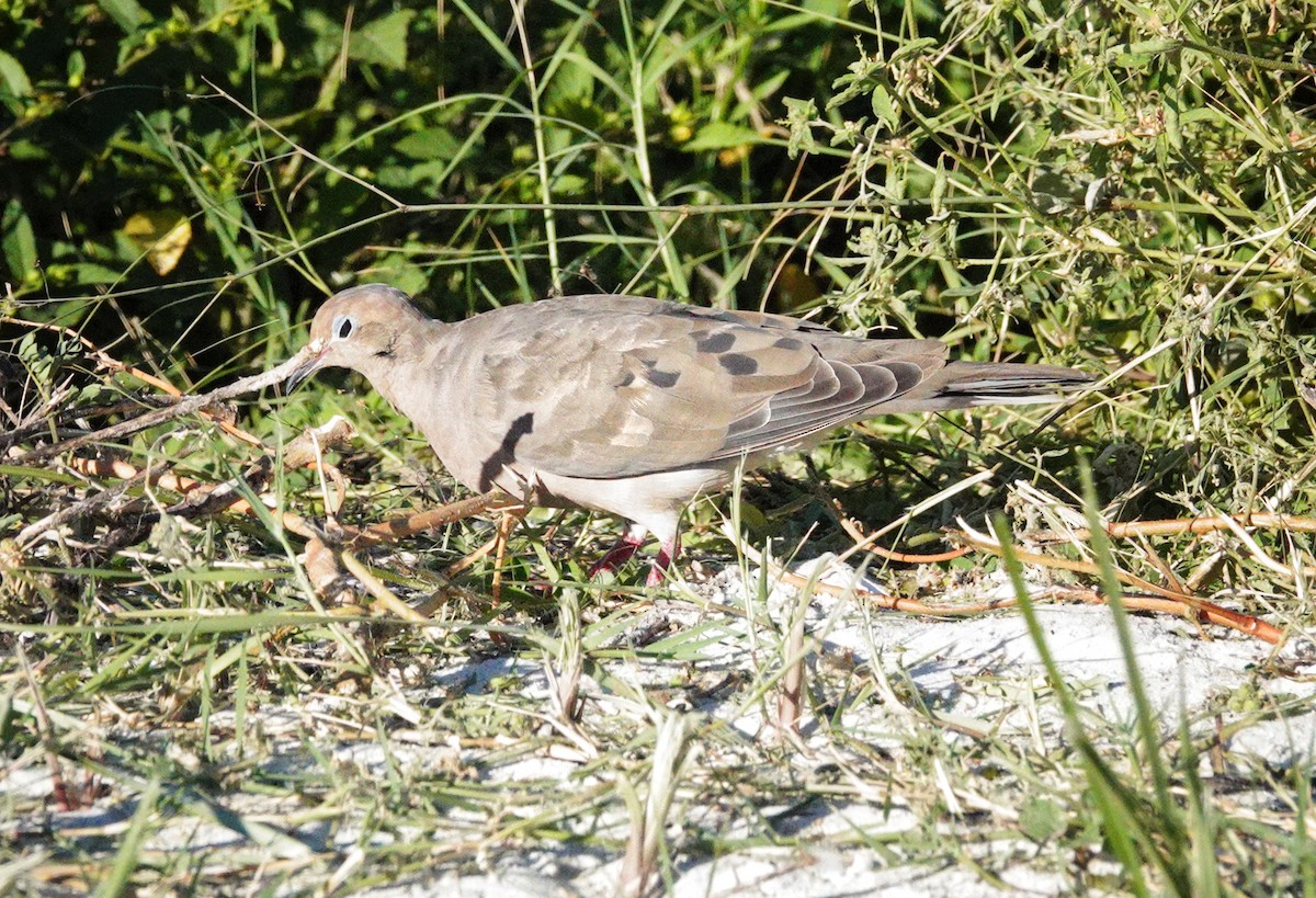 Mourning Dove - ML642833957