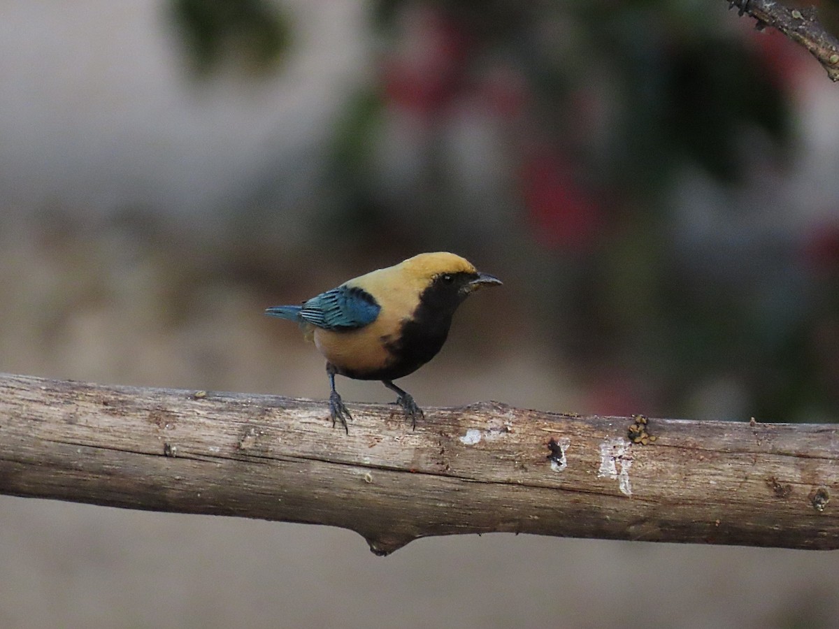 Burnished-buff Tanager - ML642833960