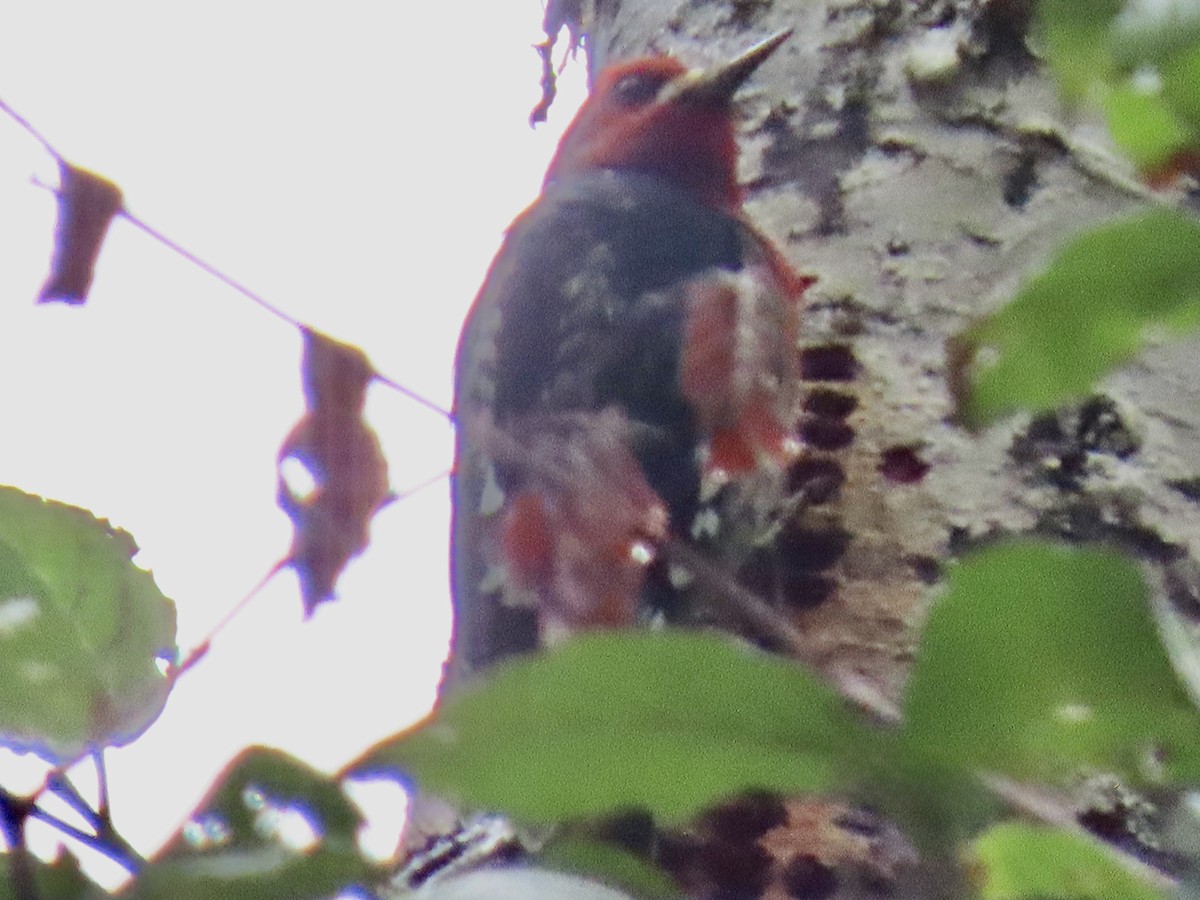 Red-breasted Sapsucker - ML642833964