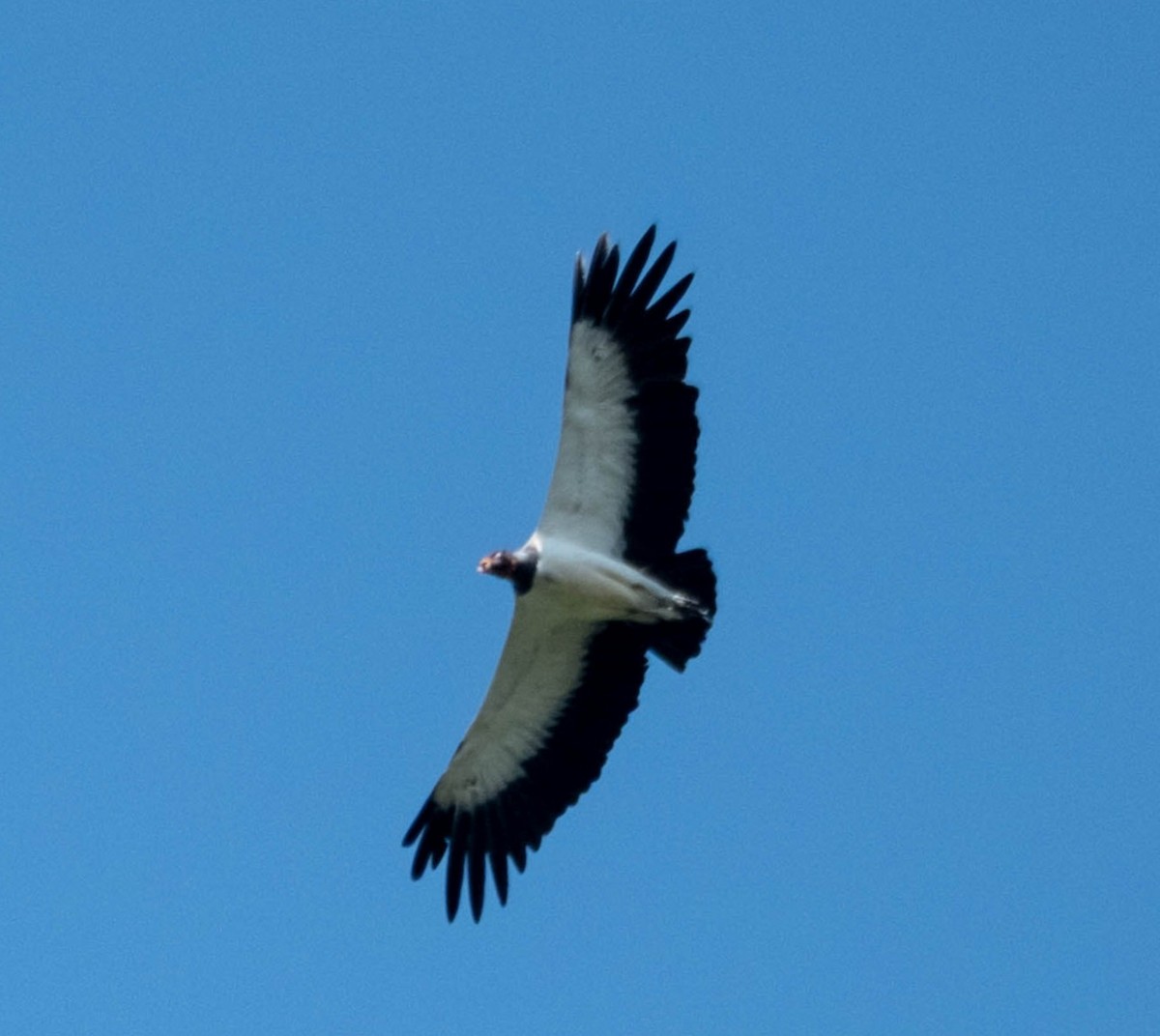 King Vulture - ML642833965