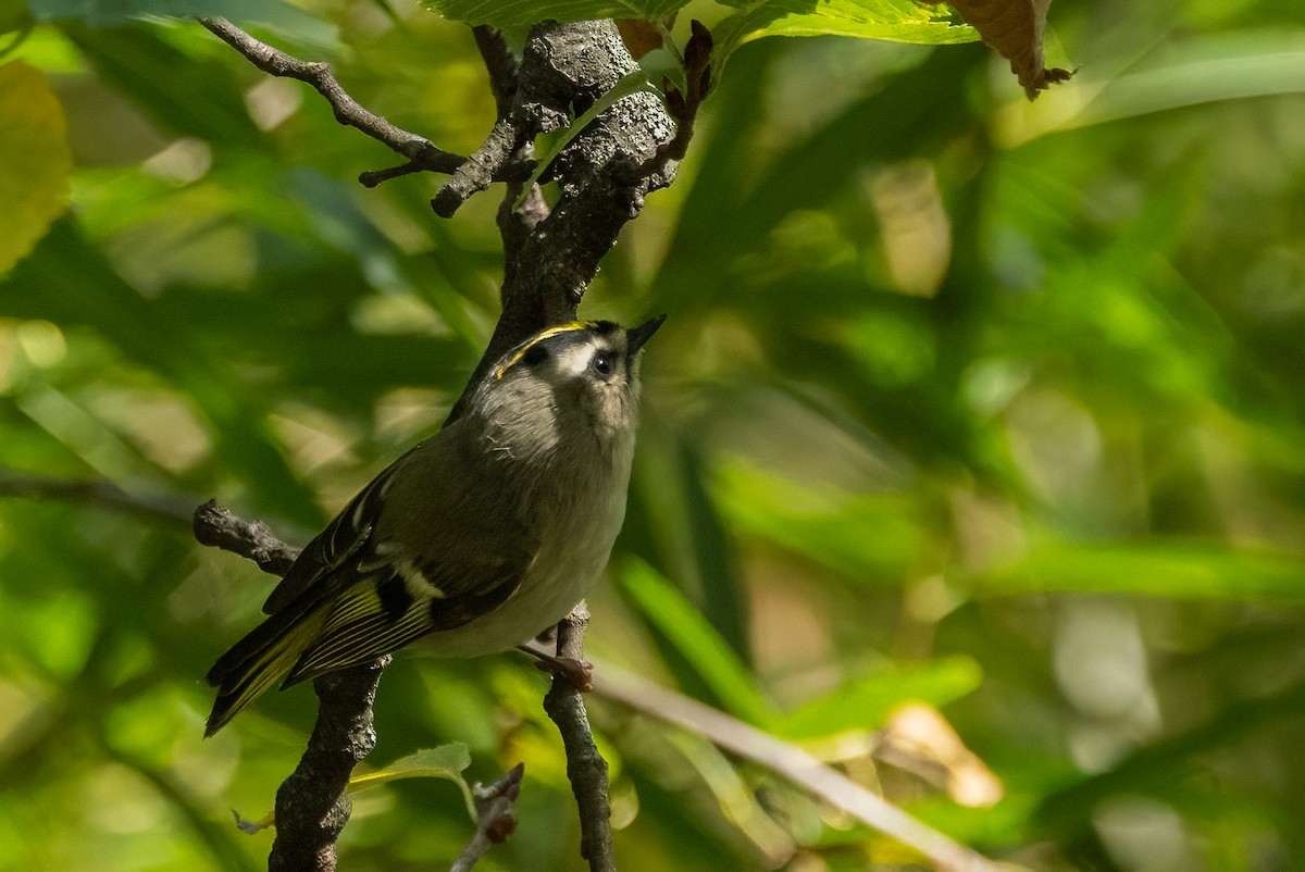 Golden-crowned Kinglet - ML642833972