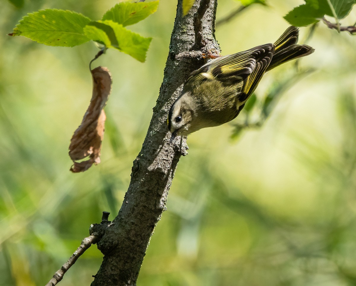 Golden-crowned Kinglet - ML642833973