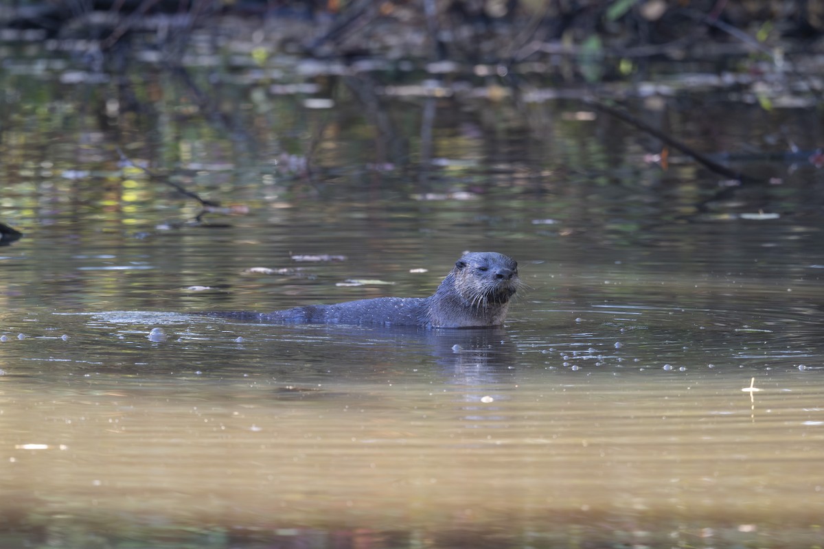 North American River Otter - ML642833974