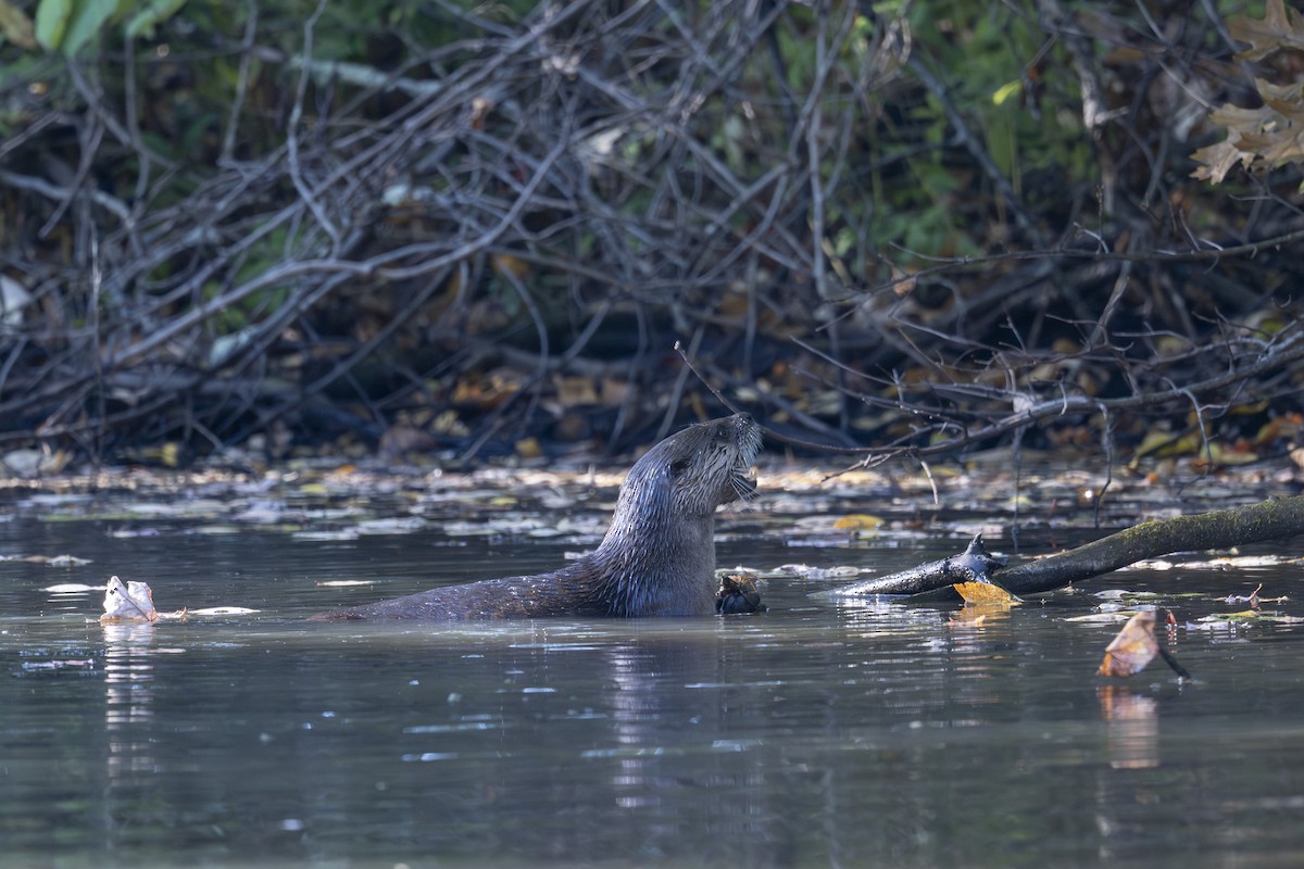 North American River Otter - ML642833980