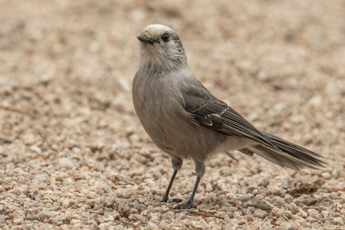 Canada Jay (Rocky Mts.) - ML642833982