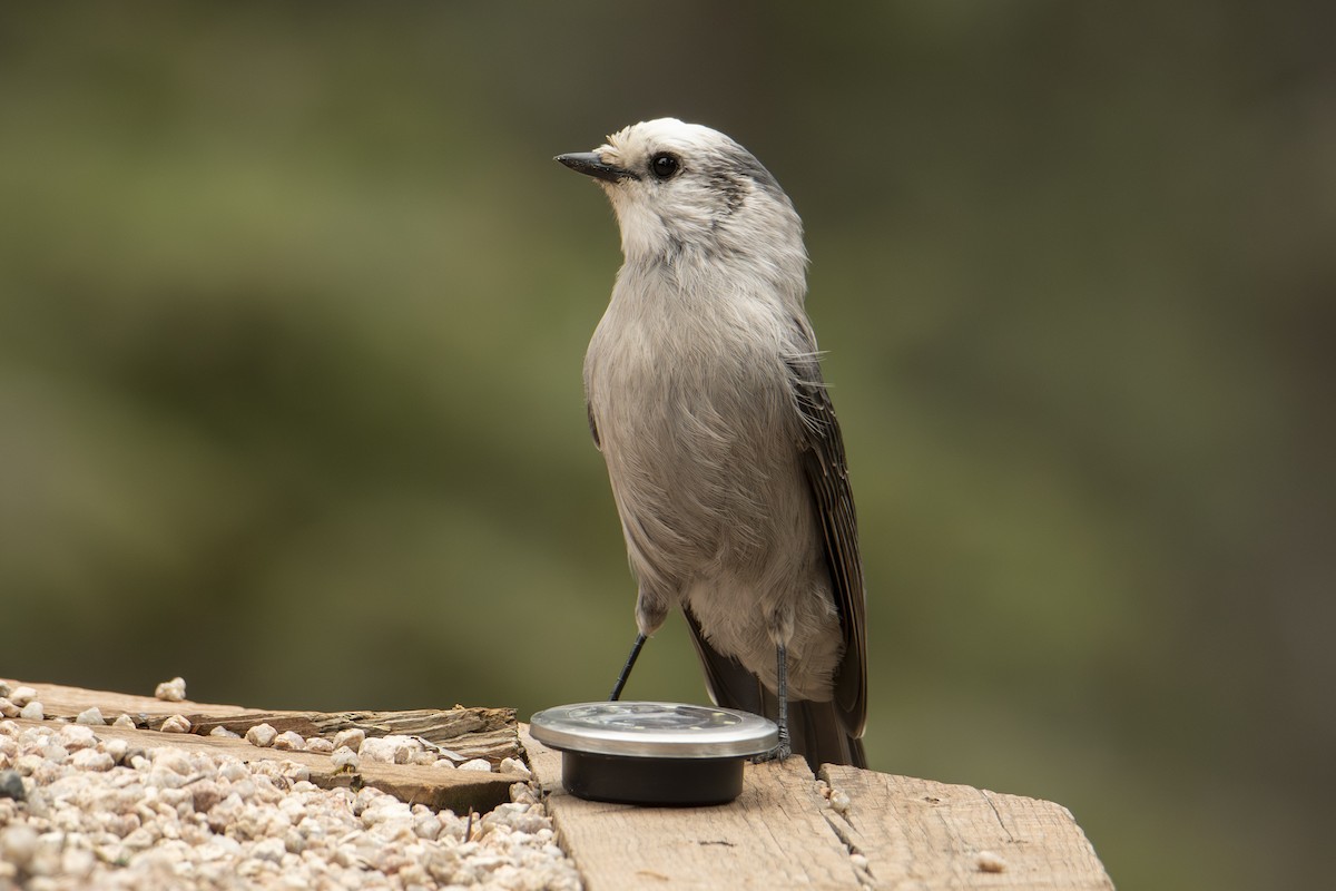Canada Jay (Rocky Mts.) - ML642833983