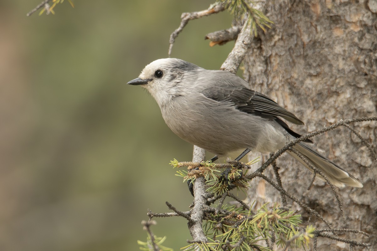 Canada Jay (Rocky Mts.) - ML642833984