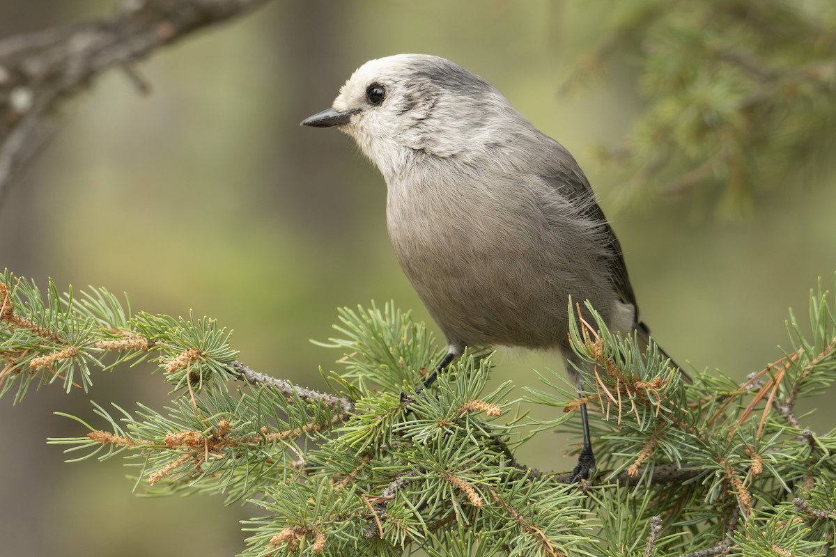 Canada Jay (Rocky Mts.) - ML642833985