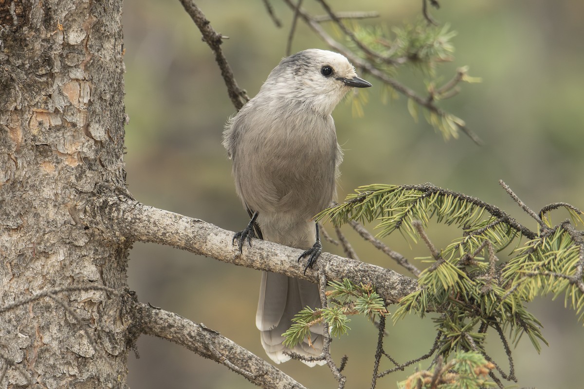 Canada Jay (Rocky Mts.) - ML642833986