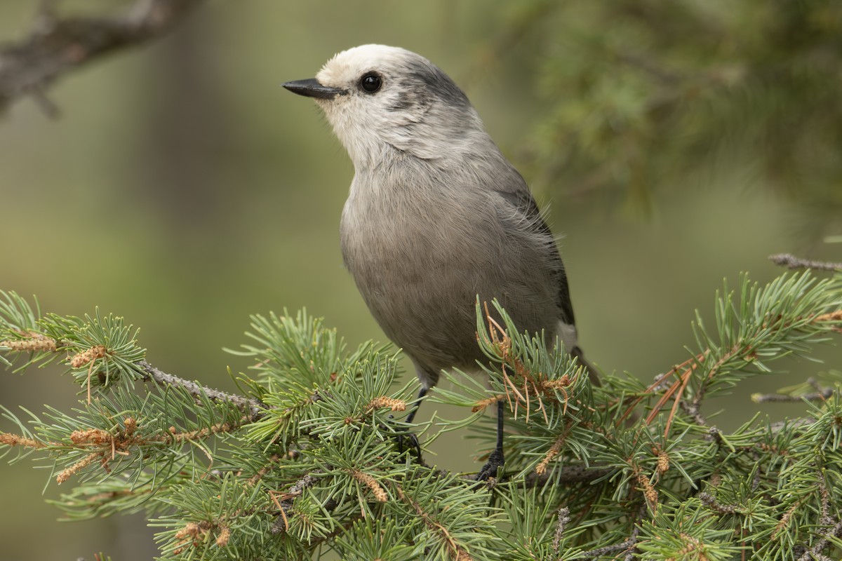 Canada Jay (Rocky Mts.) - ML642833987