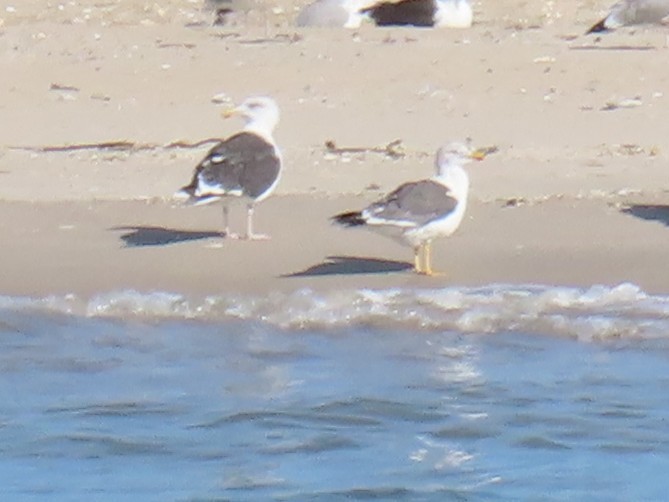 Lesser Black-backed Gull - ML642833988