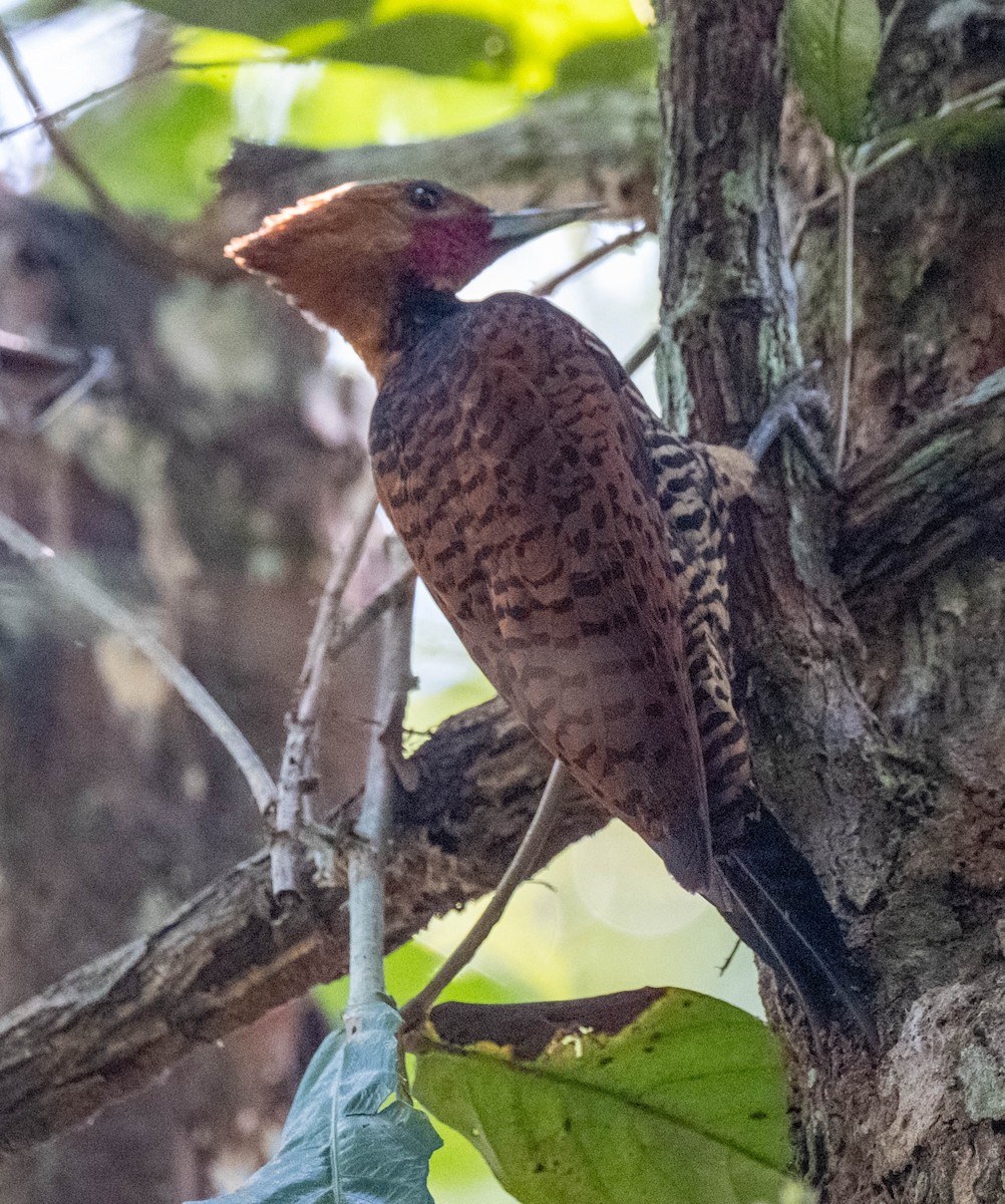 Ringed Woodpecker - ML642833990