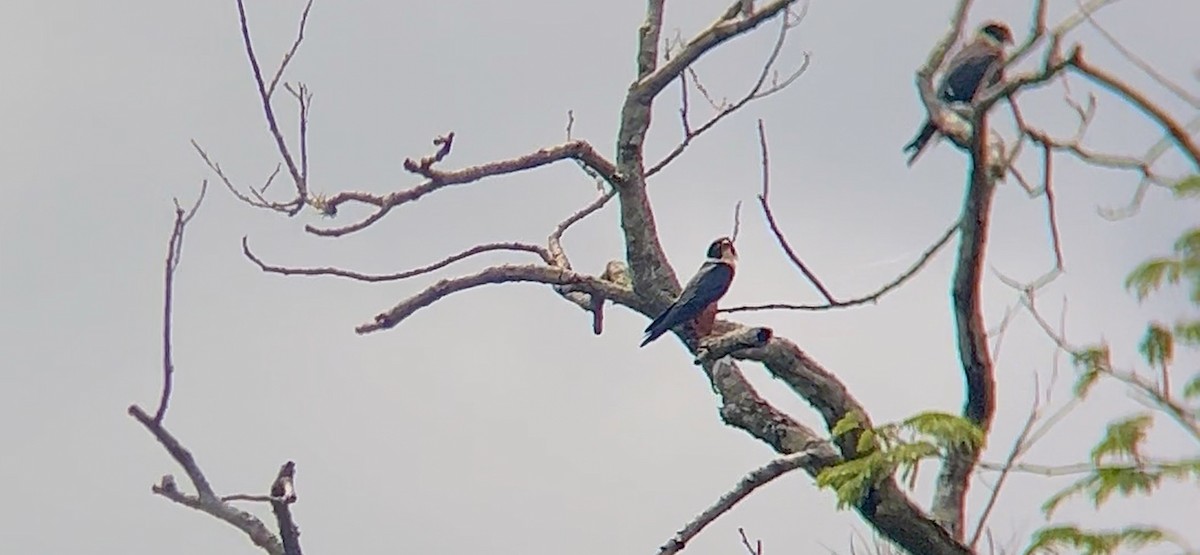 Bat Falcon - ML642833991