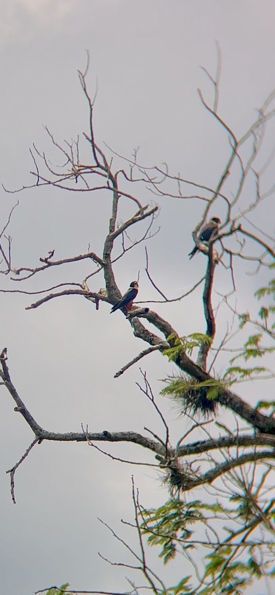 Bat Falcon - ML642833992