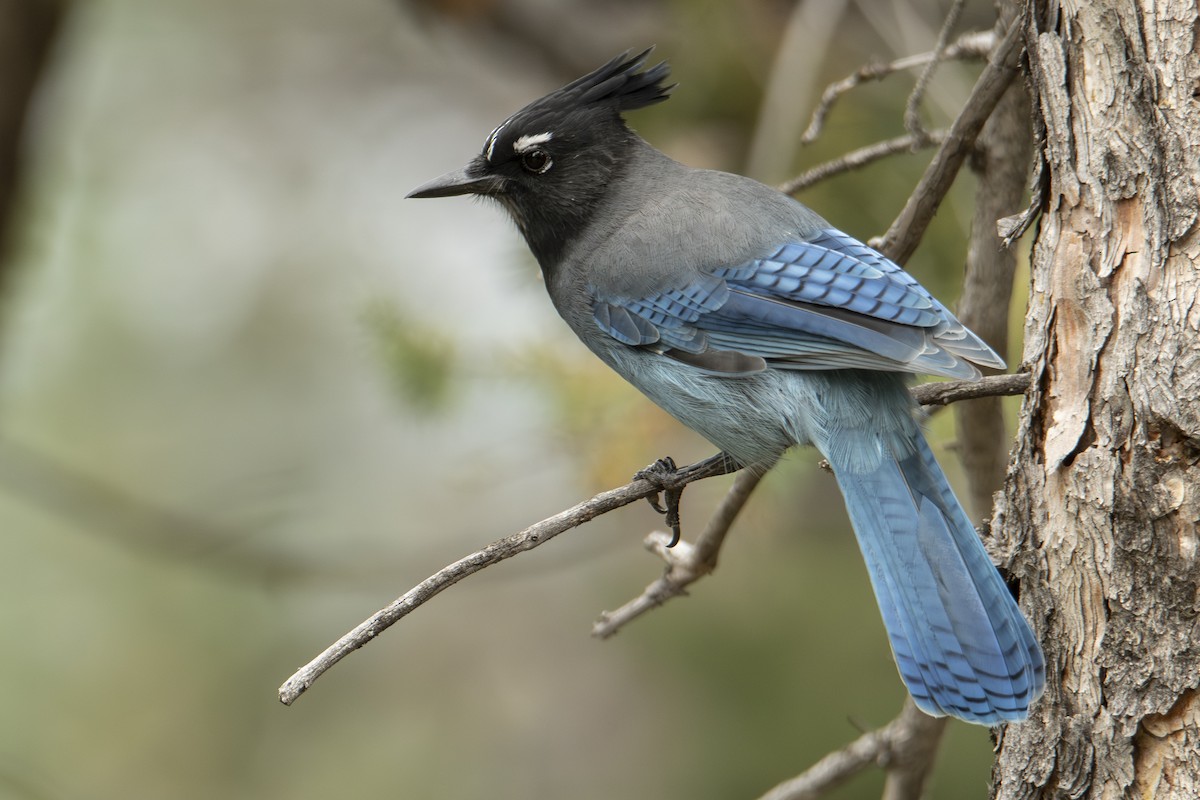 Steller's Jay - ML642833995