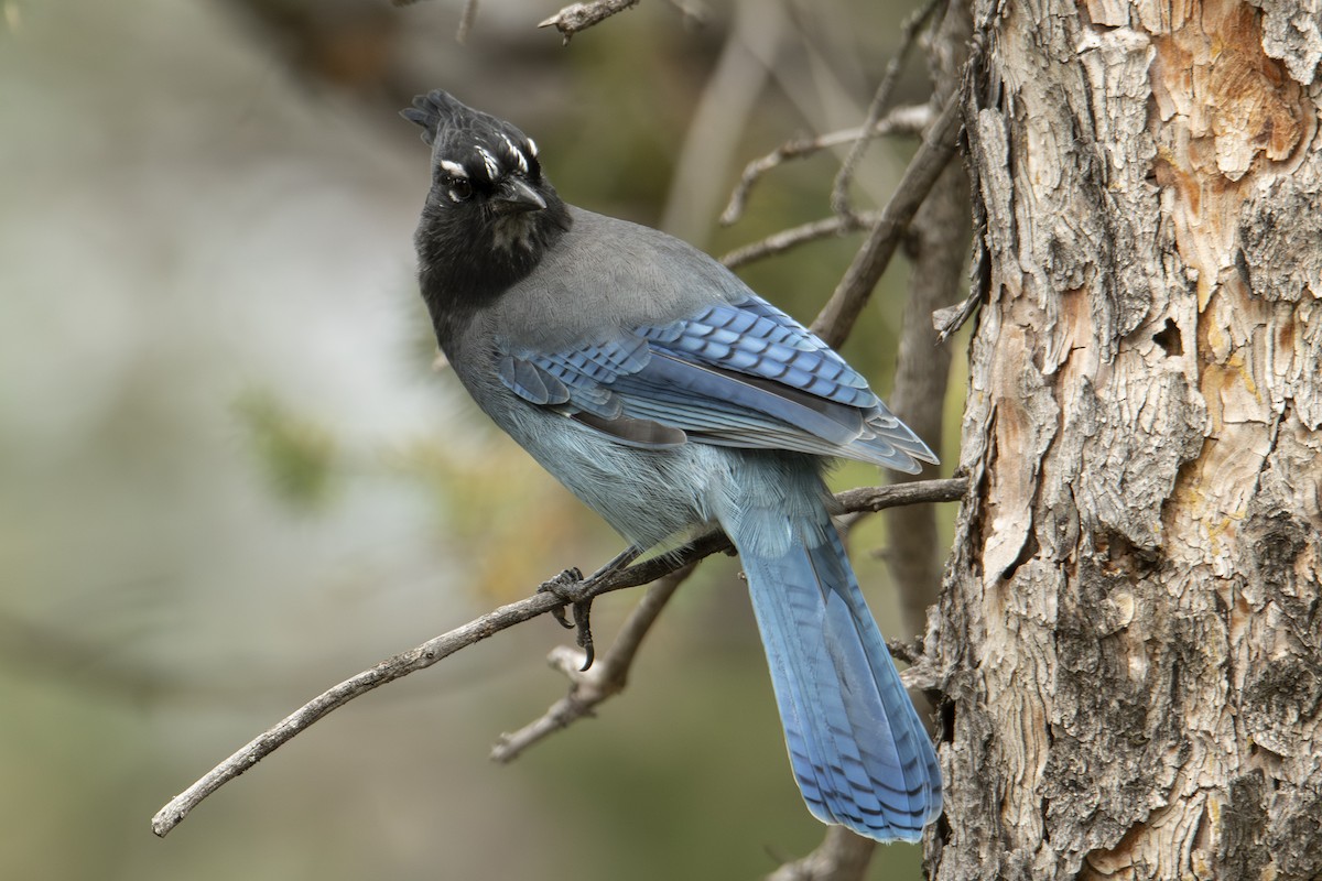 Steller's Jay - ML642833996