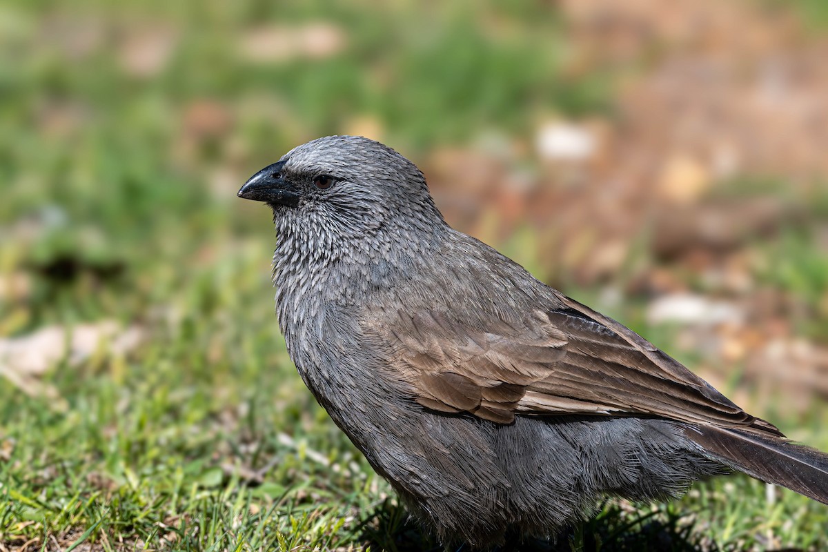 Apostlebird - ML642834003