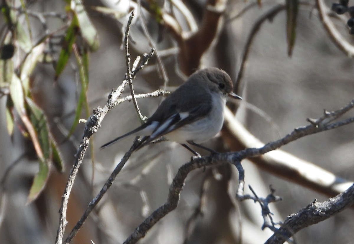 Red-capped Robin - ML642834004
