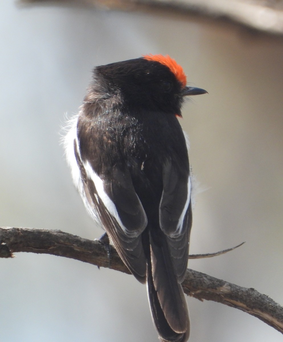 Red-capped Robin - ML642834005