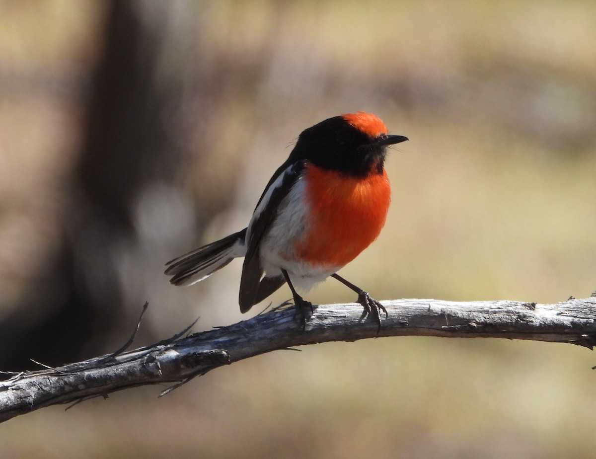 Red-capped Robin - ML642834006