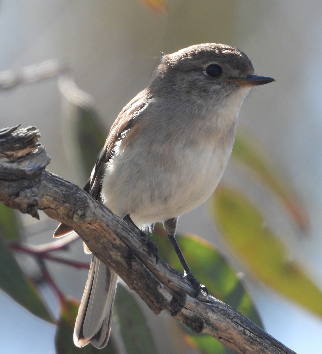 Red-capped Robin - ML642834007