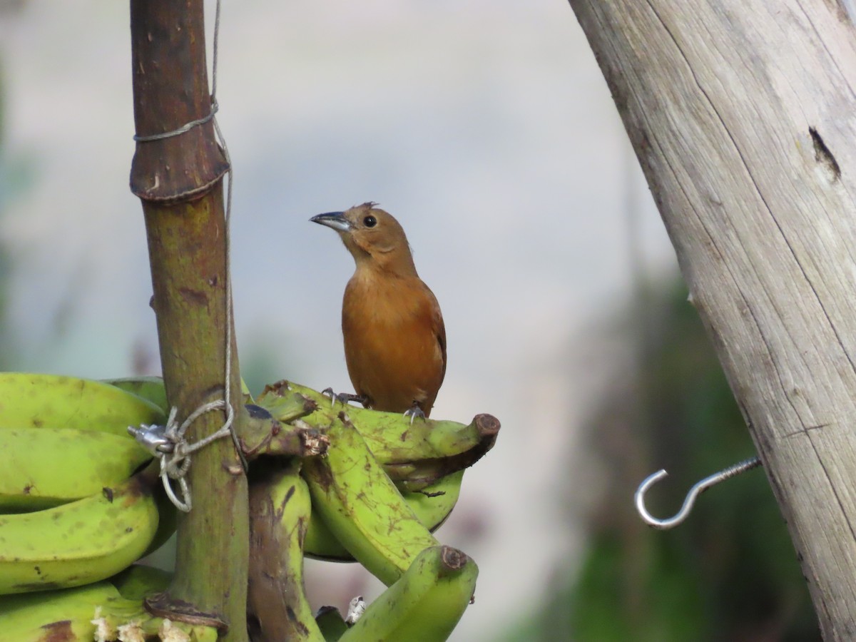 White-lined Tanager - ML642834009