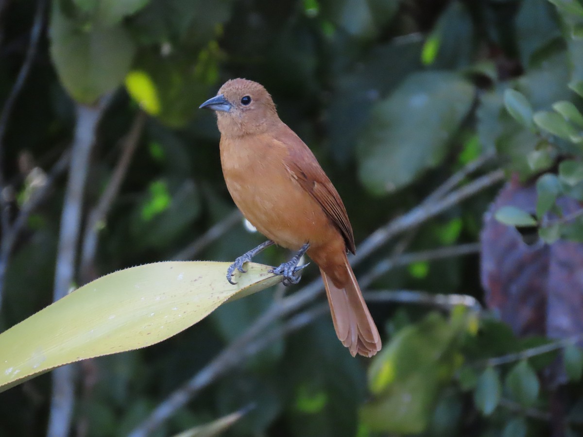 White-lined Tanager - ML642834010