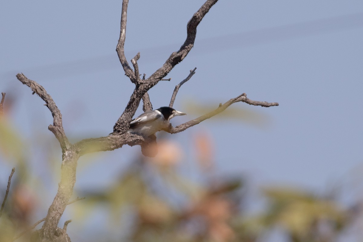 Gray Butcherbird - ML642834012