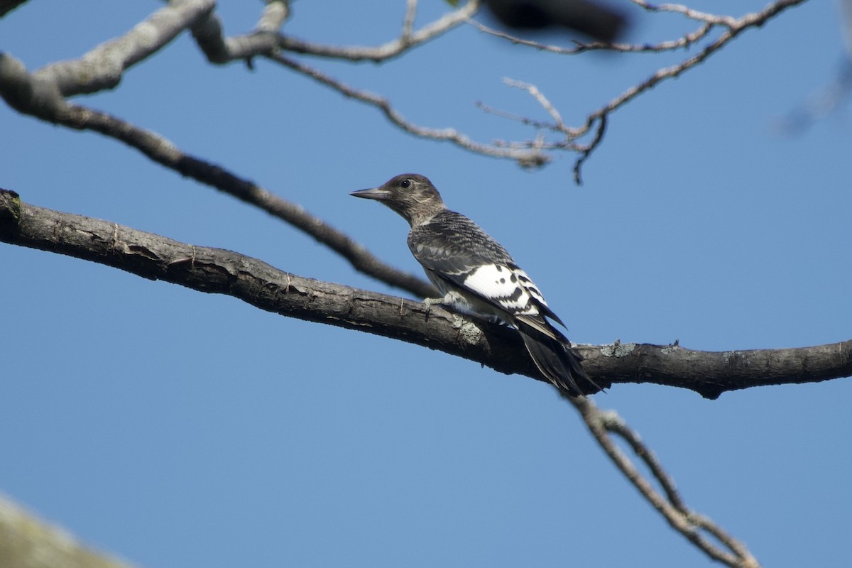 Red-headed Woodpecker - ML642834021
