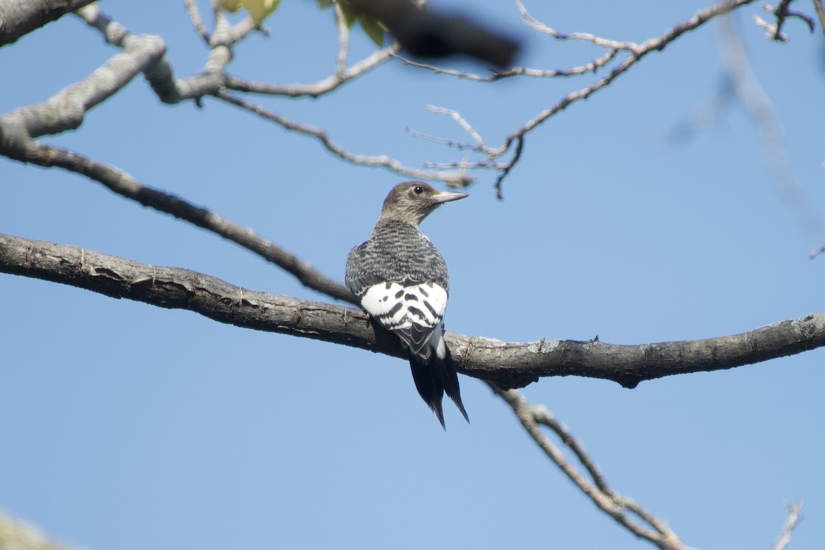 Red-headed Woodpecker - ML642834023