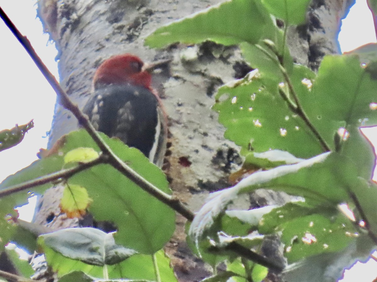 Red-breasted Sapsucker - ML642834026