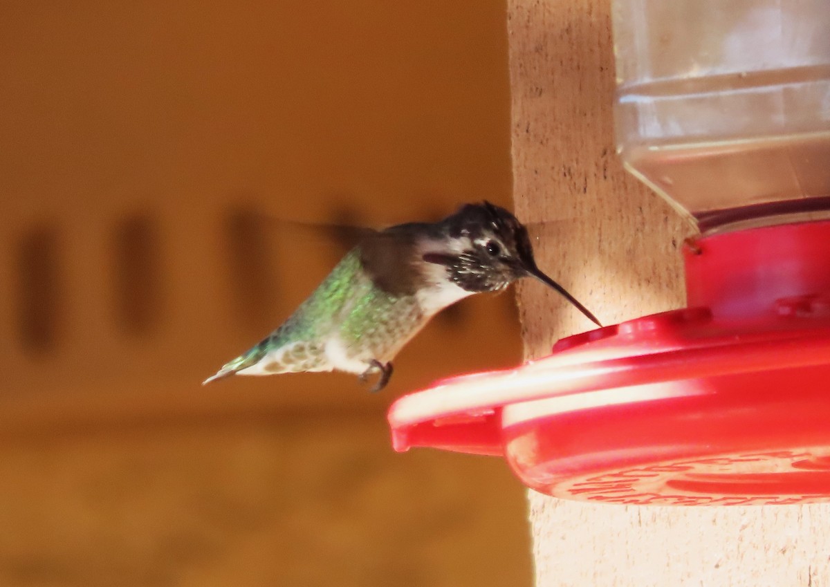 Costa's Hummingbird - ML642834045
